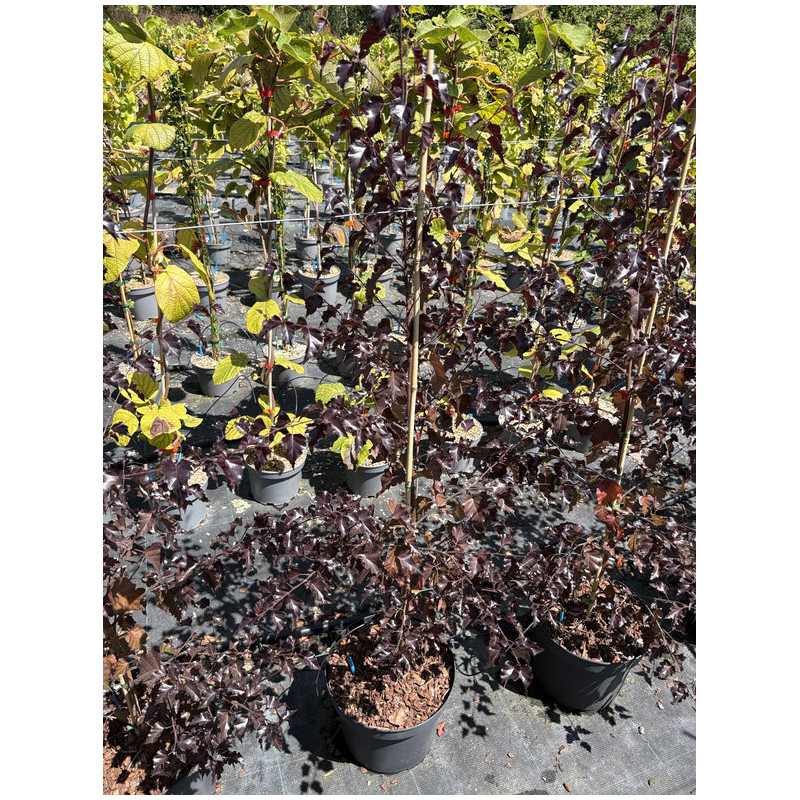 Betula 'Royal Frost' - Bouleau pourpre