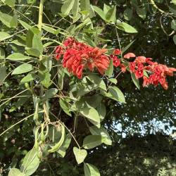 Erythrina crista-galli - Erythrine Crête-de-coq