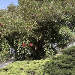 Erythrina crista-galli - Erythrine Crête-de-coq