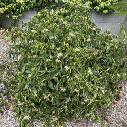 Lonicera Marinella® - Chèvrefeuille arbustif