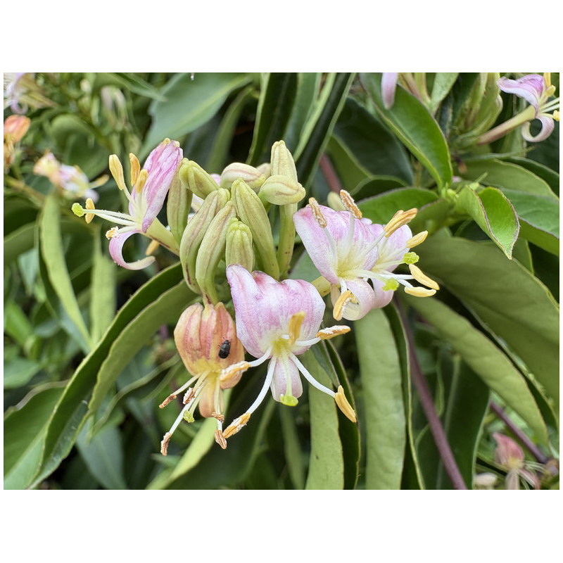Lonicera Marinella® - Chèvrefeuille arbustif