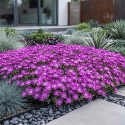 Delosperma cooperi 'Early Bird Purple'