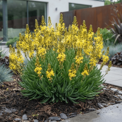 Bulbine frutescens 'jaune'