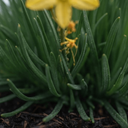 Bulbine frutescens 'jaune'