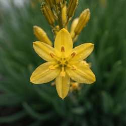 Bulbine frutescens 'jaune'