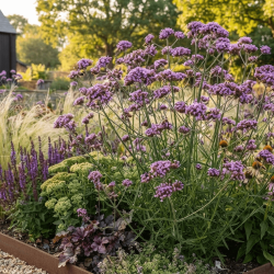 Verbena bonariensis ‘Lollipop’