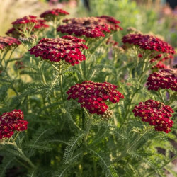 Achillea millefolium ‘New vintage Red’