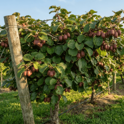 Actinidia purpurea 'Hardy red' - mini-kiwi rouge