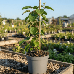 Actinidia arguta ‘Weiki’ (mâle) - Kiwaï