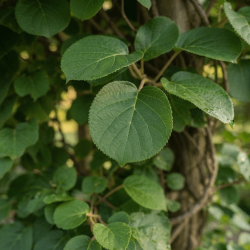 Actinidia arguta ‘Weiki’ (mâle) - Kiwaï