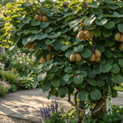 Actinidia chinensis ‘Herma‘ - Kiwi autofertile