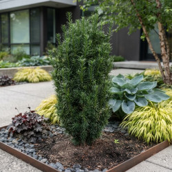 Cephalotaxus harringtonia 'Fastigiata