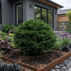 Cryptomeria japonica ‘Globosa Nana‘