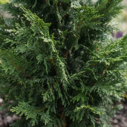 Cupressocyparis leylandii '2001'