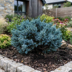 Juniperus squamata 'Blue Star'