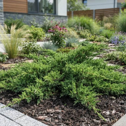 Juniperus conferta 'Schlager' - Genévrier des sables