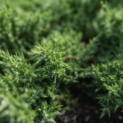 Juniperus conferta 'Schlager' - Genévrier des sables