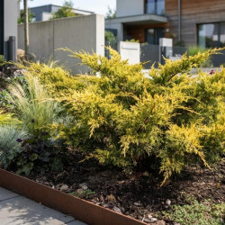 Juniperus × pfitzeriana 'Old Gold' - Genévrier