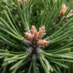 Pinus mugo 'Mughus' - Pin des montagnes