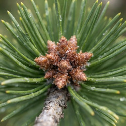Pinus mugo 'Mughus' - Pin des montagnes