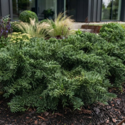 Taxus baccata 'Repandens' - If commun