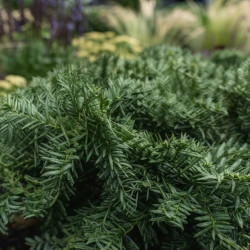 Taxus baccata 'Repandens' - If commun