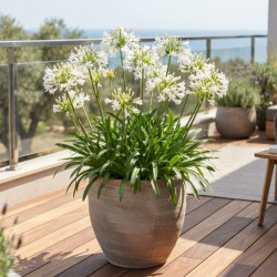 Agapanthus africanus 'Nina ® - White - "Monsapho"