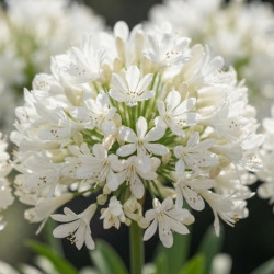 Agapanthus africanus 'Nina ® - White - "Monsapho"