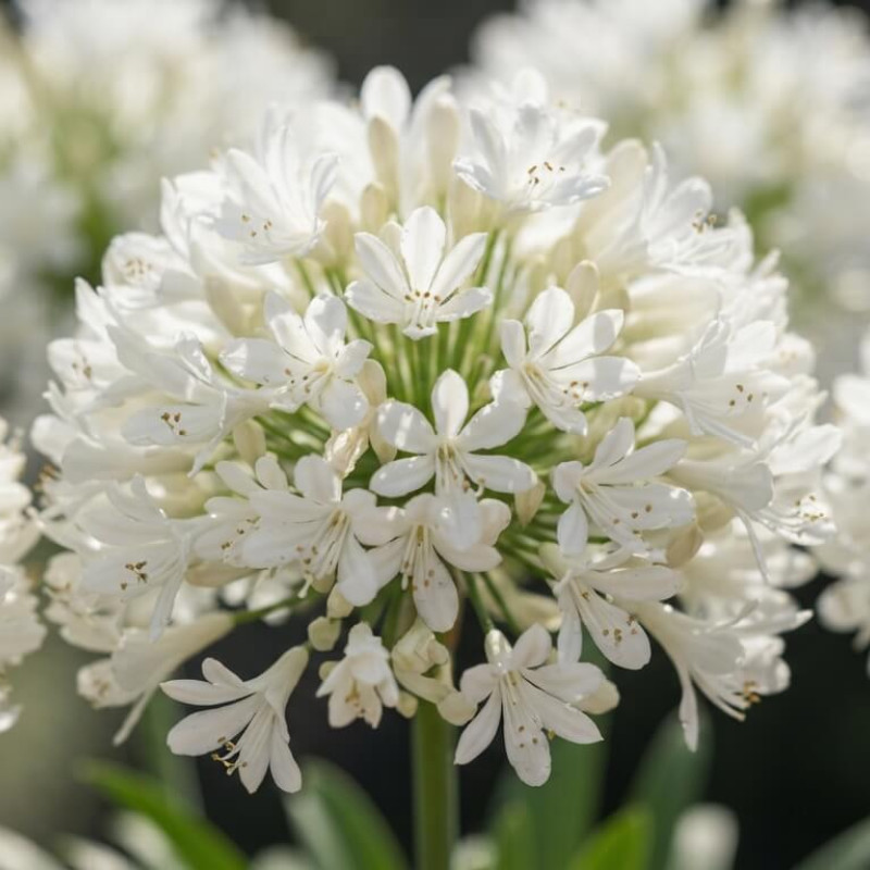 Agapanthus africanus 'Nina ® - White - "Monsapho"