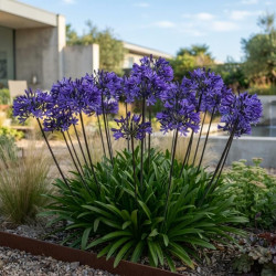 Agapanthus ‘Poppin Purple’ - Agapanthe