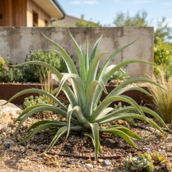 Agave bracteosa calamar