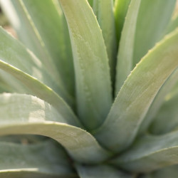 Agave bracteosa calamar