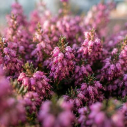 Erica × darleyensis 'Mary Helen'