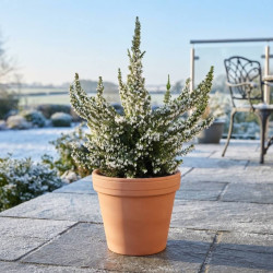 Erica × arborea ‘Pink Joy’