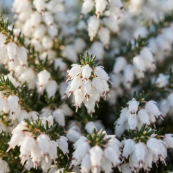 Erica × arborea ‘Pink Joy’