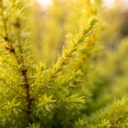 Erica arborea ‘Alberts Gold’