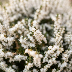 Erica × darleyensis 'Silberschmelze' - bruyère