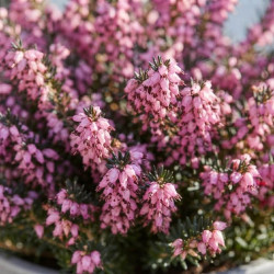 Erica × darleyensis 'Kramers Rote' - bruyère