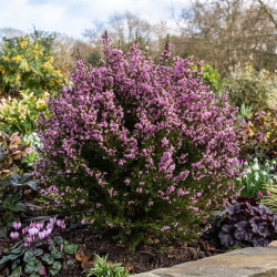 Erica arborea 'Mediterranea' - Bruyère