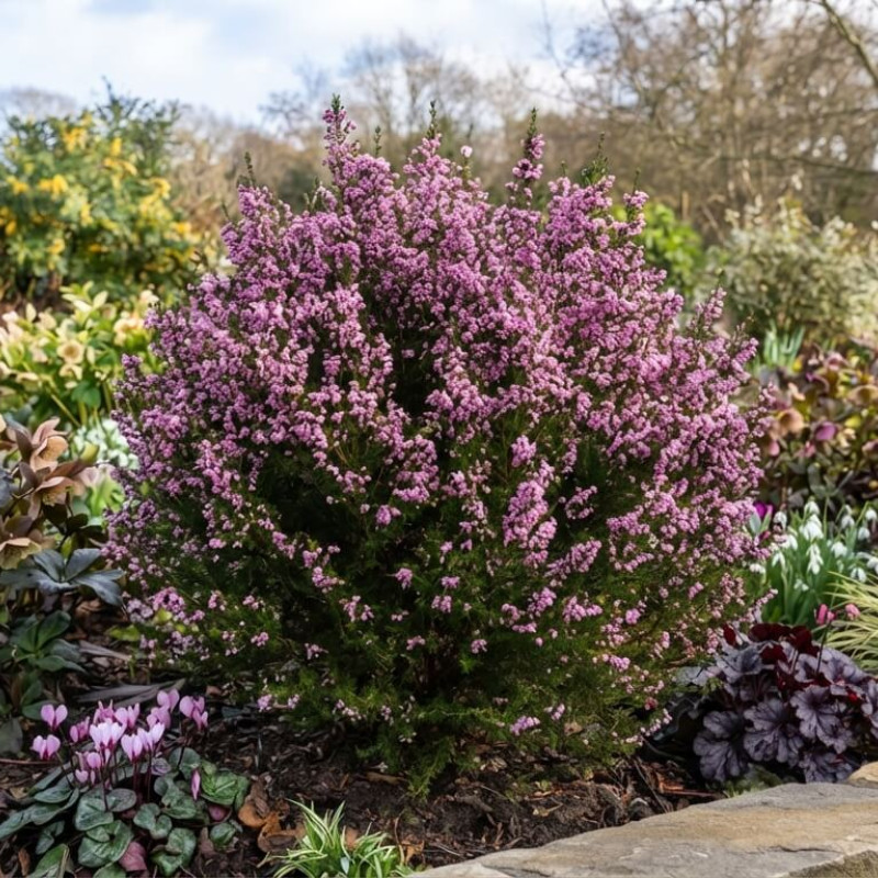 Erica arborea 'Mediterranea' - Bruyère
