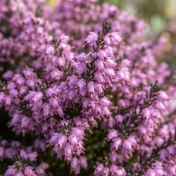 Erica arborea 'Mediterranea' - Bruyère