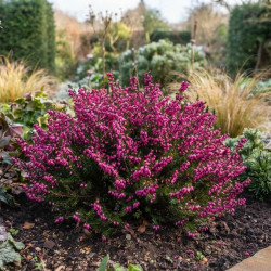 Erica vagans ‘Mrs. D.F. Maxwell’ - bruyère