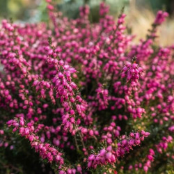 Erica vagans ‘Mrs. D.F. Maxwell’ - bruyère
