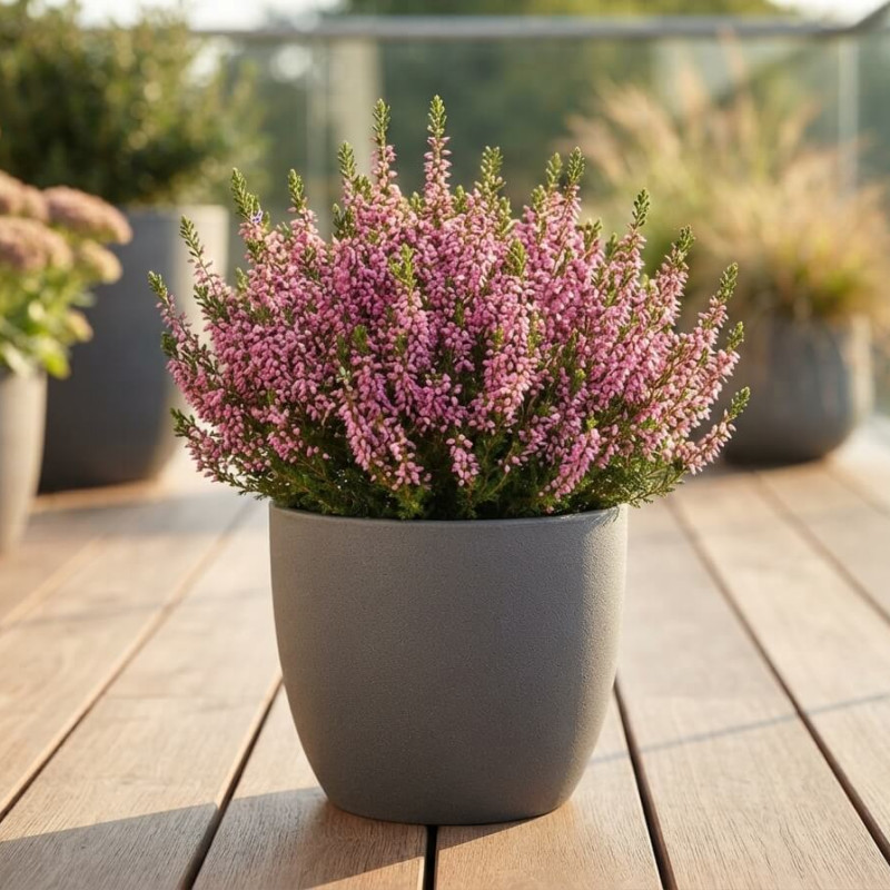 Erica vagans ‘St Keverne’ - Bruyère