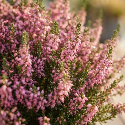 Erica vagans ‘St Keverne’ - Bruyère