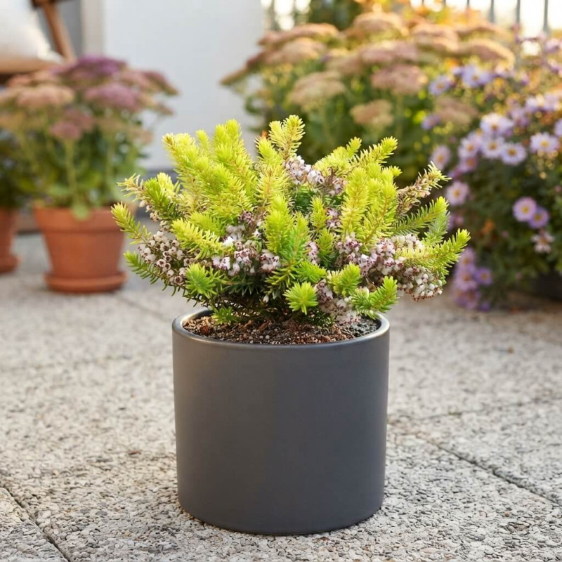 Erica vagans ‘Yellow John’ - bruyère de Cornouailles