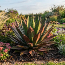 Agave kerchovei 'Huajuapan Red'