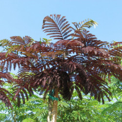 Albizia julibrissin 'Summer Chocolate' - Arbre à soie