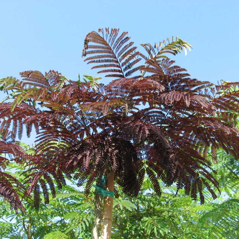 Albizia julibrissin 'Summer Chocolate' - Arbre à soie