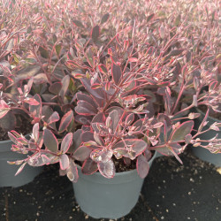 Sedum 'Sunsparkler Dream Dazzler'